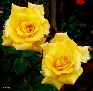 1234615_440529282754148_5894119304331898246_n